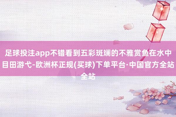 足球投注app不错看到五彩斑斓的不雅赏鱼在水中目田游弋-欧洲杯正规(买球)下单平台·中国官方全站